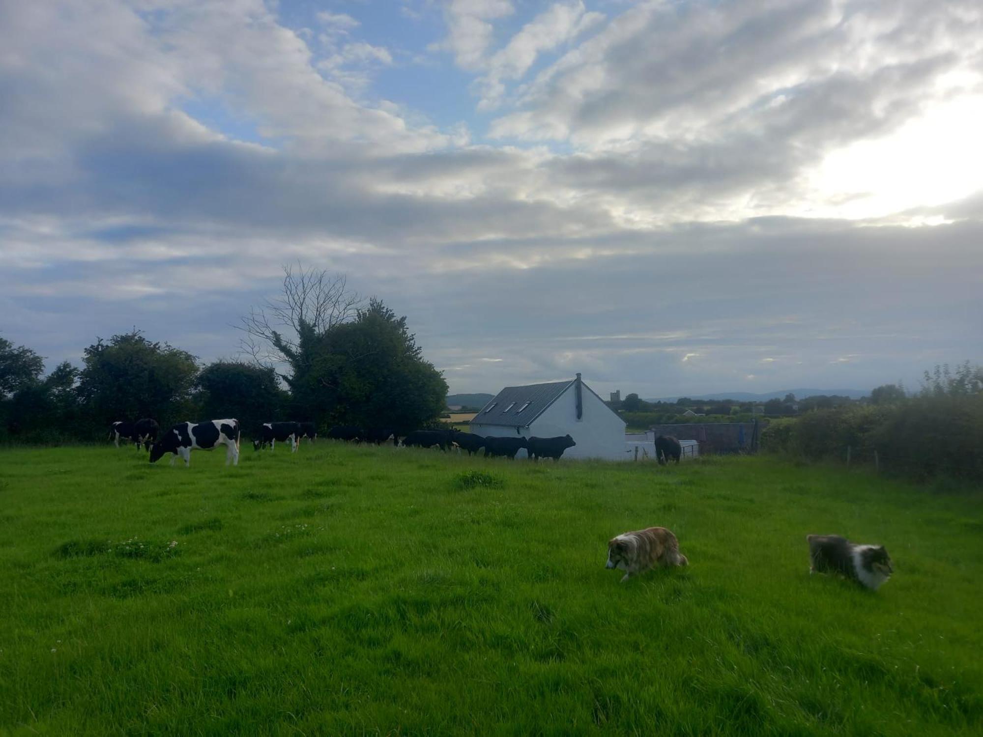 Kitty'S Cottage - Horse And Jockey, Cashel Thurles Zewnętrze zdjęcie